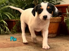 PIN, Hund, Podenco-Bodeguero-Mix in Spanien - Bild 1