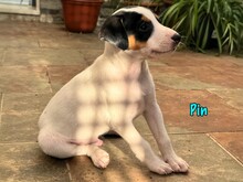 PIN, Hund, Podenco-Bodeguero-Mix in Spanien - Bild 2