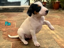 PIN, Hund, Podenco-Bodeguero-Mix in Spanien - Bild 3