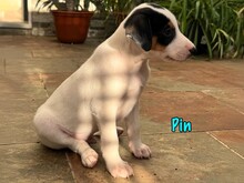 PIN, Hund, Podenco-Bodeguero-Mix in Spanien - Bild 4