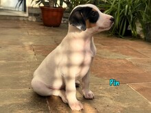 PIN, Hund, Podenco-Bodeguero-Mix in Spanien - Bild 5