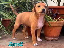 ZORRO2, Hund, Podenco-Bodeguero-Mix in Spanien - Bild 1