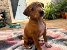 ZORRO2, Hund, Podenco-Bodeguero-Mix in Spanien - Bild 2