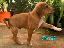 ZORRO2, Hund, Podenco-Bodeguero-Mix in Spanien - Bild 3