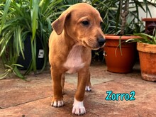 ZORRO2, Hund, Podenco-Bodeguero-Mix in Spanien - Bild 4