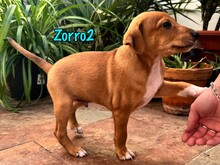 ZORRO2, Hund, Podenco-Bodeguero-Mix in Spanien - Bild 5