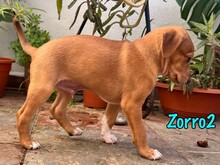 ZORRO2, Hund, Podenco-Bodeguero-Mix in Spanien - Bild 6