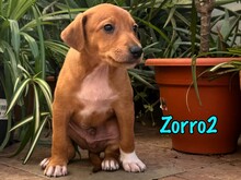 ZORRO2, Hund, Podenco-Bodeguero-Mix in Spanien - Bild 7