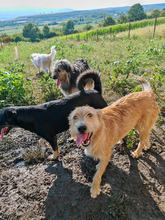 BARACUS, Hund, Mischlingshund in Bützow - Bild 2