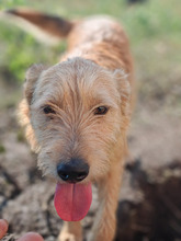 BARACUS, Hund, Mischlingshund in Bützow - Bild 3