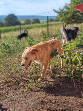 BARACUS, Hund, Mischlingshund in Bützow - Bild 4