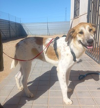 ALEXA, Hund, Mastin Español-Mix in Spanien
