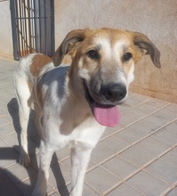 ALEXA, Hund, Mastin Español-Mix in Spanien - Bild 2