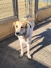 ALEXA, Hund, Mastin Español-Mix in Spanien - Bild 3