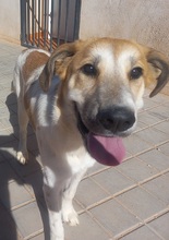 ALEXA, Hund, Mastin Español-Mix in Spanien - Bild 4