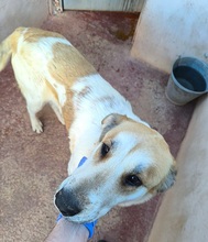 ALEXA, Hund, Mastin Español-Mix in Spanien - Bild 5