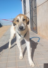 ALEXA, Hund, Mastin Español-Mix in Spanien - Bild 6
