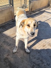ALEXA, Hund, Mastin Español-Mix in Spanien - Bild 7