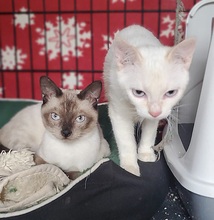 JJ, Katze, Siam Blue Point in Spanien - Bild 11