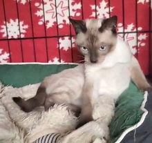 JJ, Katze, Siam Blue Point in Spanien - Bild 12