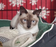 JJ, Katze, Siam Blue Point in Spanien - Bild 2
