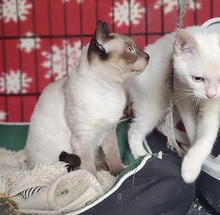 JJ, Katze, Siam Blue Point in Spanien - Bild 3