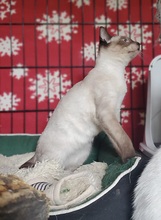 JJ, Katze, Siam Blue Point in Spanien - Bild 4