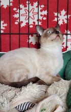JJ, Katze, Siam Blue Point in Spanien - Bild 5