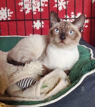JJ, Katze, Siam Blue Point in Spanien - Bild 6