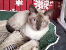 JJ, Katze, Siam Blue Point in Spanien - Bild 9