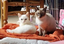 GIZMO, Katze, Siam Cream Point in Spanien