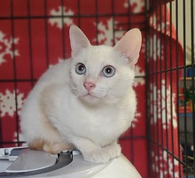 GIZMO, Katze, Siam Cream Point in Spanien - Bild 2