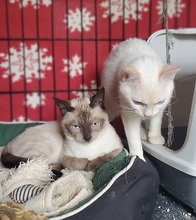 GIZMO, Katze, Siam Cream Point in Spanien - Bild 3