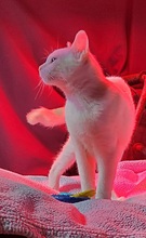 GIZMO, Katze, Siam Cream Point in Spanien - Bild 4