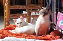 GIZMO, Katze, Siam Cream Point in Spanien - Bild 5