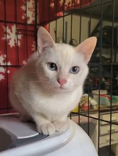 GIZMO, Katze, Siam Cream Point in Spanien - Bild 6