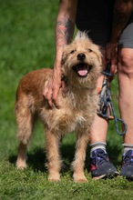 ANTON, Hund, Mischlingshund in Ungarn - Bild 1