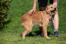ANTON, Hund, Mischlingshund in Ungarn - Bild 10