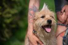 ANTON, Hund, Mischlingshund in Ungarn - Bild 11