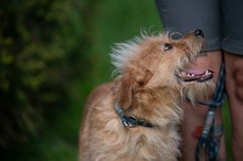 ANTON, Hund, Mischlingshund in Ungarn - Bild 12