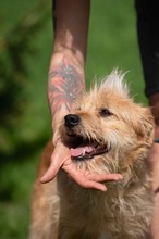 ANTON, Hund, Mischlingshund in Ungarn - Bild 13