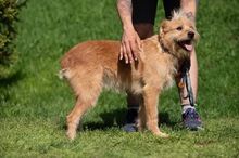 ANTON, Hund, Mischlingshund in Ungarn - Bild 14