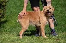 ANTON, Hund, Mischlingshund in Ungarn - Bild 17