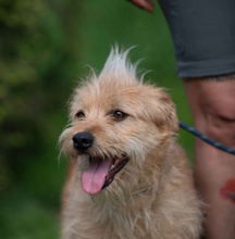 ANTON, Hund, Mischlingshund in Ungarn - Bild 18