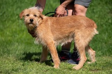 ANTON, Hund, Mischlingshund in Ungarn - Bild 2