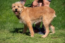 ANTON, Hund, Mischlingshund in Ungarn - Bild 3