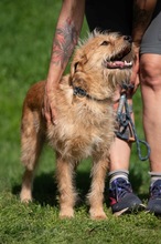 ANTON, Hund, Mischlingshund in Ungarn - Bild 4