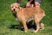 ANTON, Hund, Mischlingshund in Ungarn - Bild 5
