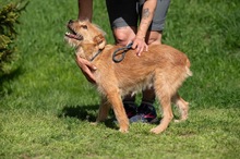 ANTON, Hund, Mischlingshund in Ungarn - Bild 7