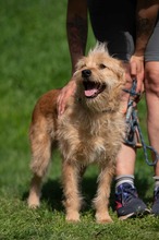 ANTON, Hund, Mischlingshund in Ungarn - Bild 8